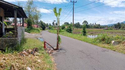 Warga Tanam Pisang di Jalan Berlubang Kampung Pinang