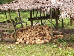 Harga Kelapa Naik, Pedagang dan Konsumen Menjerit, Petani Bahagia