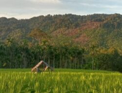 Pembabatan Liar Ancam Hutan Lindung Rimbo Aneh di Agam, KPHL Lakukan Investigasi