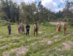 Program Sawah Pokok Murah Gagal di Padang Laweh