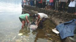 Warga Maninjau Geger, Mayat Perempuan Mengapung di Tepi Danau