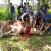 Polda Sumbar Salurkan 3 Sapi Kurban untuk Penghuni Huntara di Palembayan