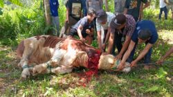 Polda Sumbar Salurkan 3 Sapi Kurban untuk Penghuni Huntara di Palembayan