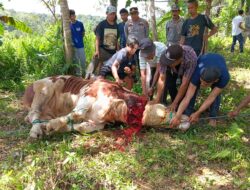 Polda Sumbar Salurkan 3 Sapi Kurban untuk Penghuni Huntara di Palembayan