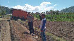 Polsek Matur Dukung Petani Cabe, Kapolsek: Ketahanan Pangan Bisa Tekan Angka Kejahatan