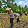 Kapolsek Lubuk Basung Turun ke Lahan, Tanam Jagung Bersama Warga di Kampung Pinang