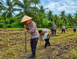 Kapolsek Lubuk Basung Turun ke Lahan, Tanam Jagung Bersama Warga di Kampung Pinang