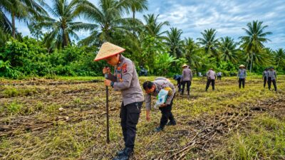 Kapolsek Lubuk Basung Turun ke Lahan, Tanam Jagung Bersama Warga di Kampung Pinang