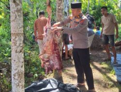 Kapolsek Ampek Nagari Sambangi Warga dan Ikut Potong Sapi Kurban di Nagari Batu Kambing