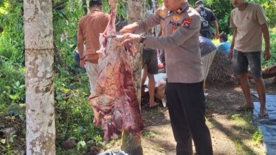 Kapolsek Ampek Nagari Sambangi Warga dan Ikut Potong Sapi Kurban di Nagari Batu Kambing