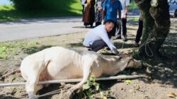 Polres Binjai Sembelih 7 Sapi dan 3 Kambing pada Idul Adha 1447 H