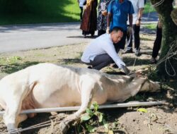 Polres Binjai Sembelih 7 Sapi dan 3 Kambing pada Idul Adha 1447 H