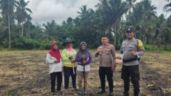 Polsek Tanjung Mutiara Siapkan Lahan 1 Hektare untuk Tanam Jagung, Dukung Program Ketahanan Pangan