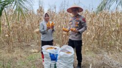 Kapolsek Lubuk Basung Turun ke Kebun Jagung, Panen Bersama Petani di Manggopoh