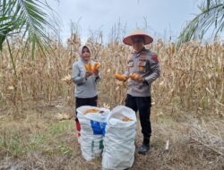 Kapolsek Lubuk Basung Turun ke Kebun Jagung, Panen Bersama Petani di Manggopoh