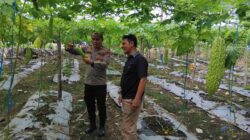 Kapolsek Lubuk Basung Turun ke Kebun Pare Warga, Dukung Ketahanan Pangan Nasional