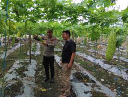 Kapolsek Lubuk Basung Turun ke Kebun Pare Warga, Dukung Ketahanan Pangan Nasional