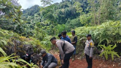 BKSDA Buka Kamera Trap usai Harimau Sumatera Hilang dari Pantauan di Palembayan