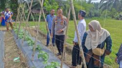Kapolsek Lubuk Basung Turun ke Kebun Melon, Dorong Ketahanan Pangan di Manggopoh