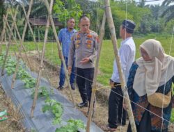 Kapolsek Lubuk Basung Turun ke Kebun Melon, Dorong Ketahanan Pangan di Manggopoh