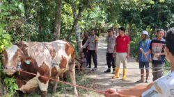 Polda Sumbar Salurkan 2 Sapi Kurban untuk Penghuni Huntara di Maninjau