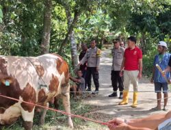 Polda Sumbar Salurkan 2 Sapi Kurban untuk Penghuni Huntara di Maninjau