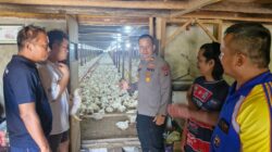 Dukung Ketahanan Pangan Nasional, Kapolsek Lubuk Basung Sambangi Peternakan Ayam di Geragahan