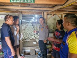 Dukung Ketahanan Pangan Nasional, Kapolsek Lubuk Basung Sambangi Peternakan Ayam di Geragahan