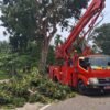 Bahayakan Pengendara, Polsek Tanjung Mutiara Dampingi DLH Agam Tebang Pohon di Durian Kapeh