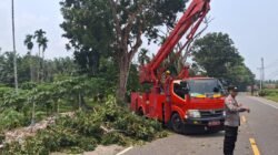 Bahayakan Pengendara, Polsek Tanjung Mutiara Dampingi DLH Agam Tebang Pohon di Durian Kapeh