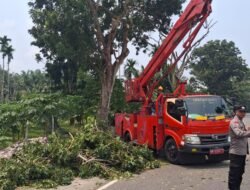 Bahayakan Pengendara, Polsek Tanjung Mutiara Dampingi DLH Agam Tebang Pohon di Durian Kapeh